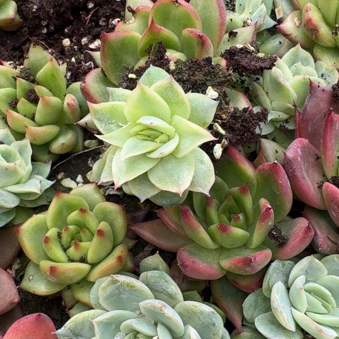 2号玫瑰一颗22-92