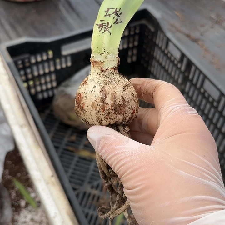 澳朱瑞秋5+带土福利