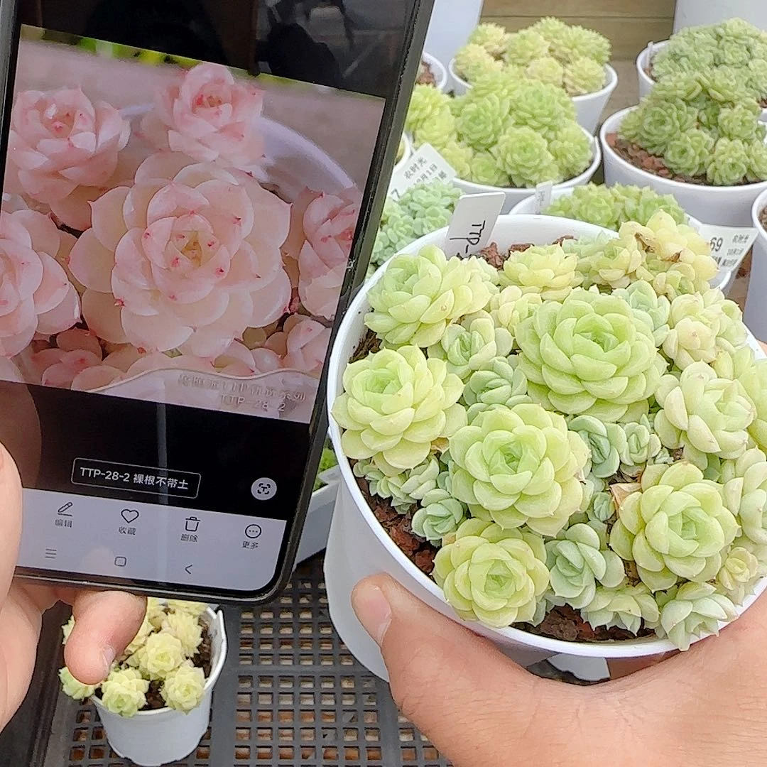 【闪购商品】1001-80（ttp-28-2）