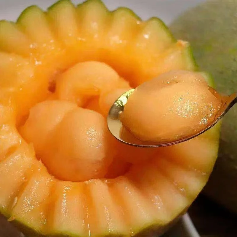 吐鲁番头茬西州蜜25号哈密瓜现摘肉厚口感脆甜汁多产地发货