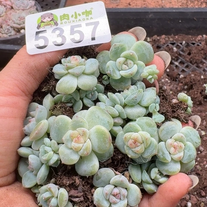 多肉植物多肉植物
