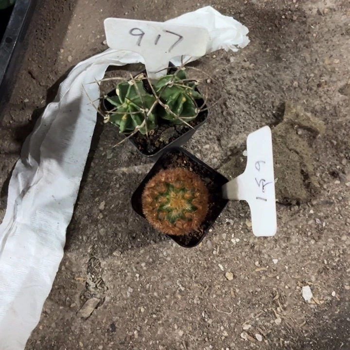 正***班917 651二个好养皮实