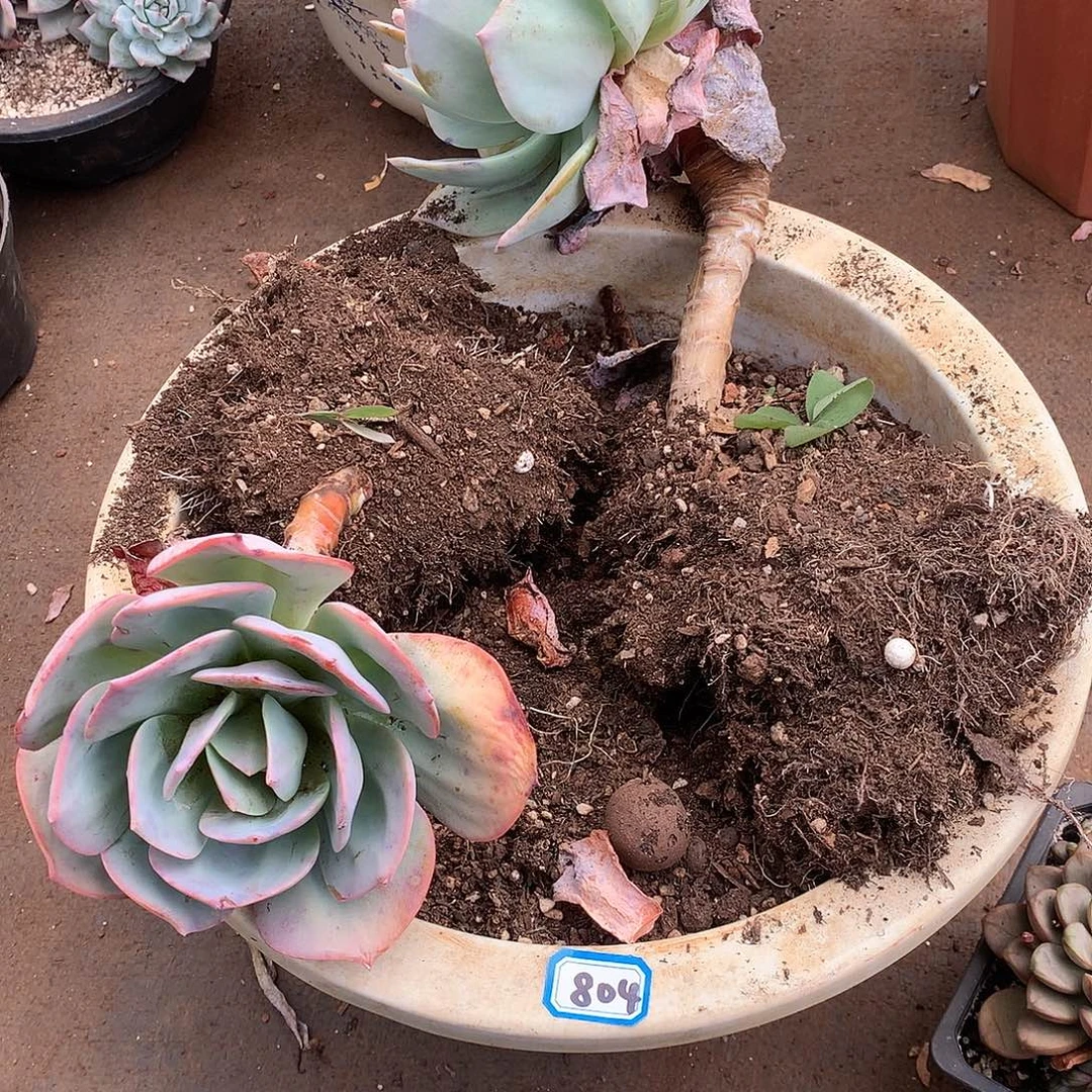 804一盆 一物一拍