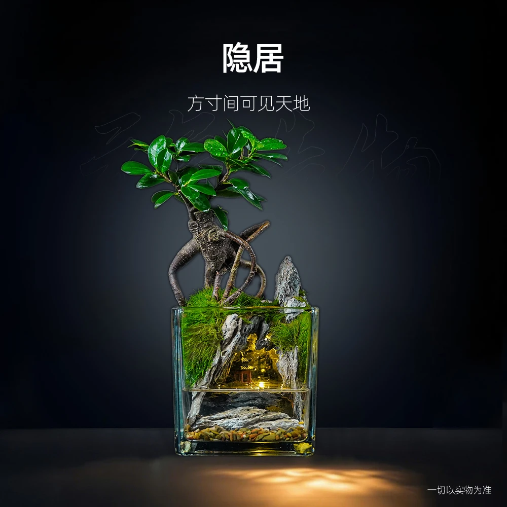 【雾隐】隐居—带小灯小叶榕树绿植造景成品真植物【尺寸：12*12】