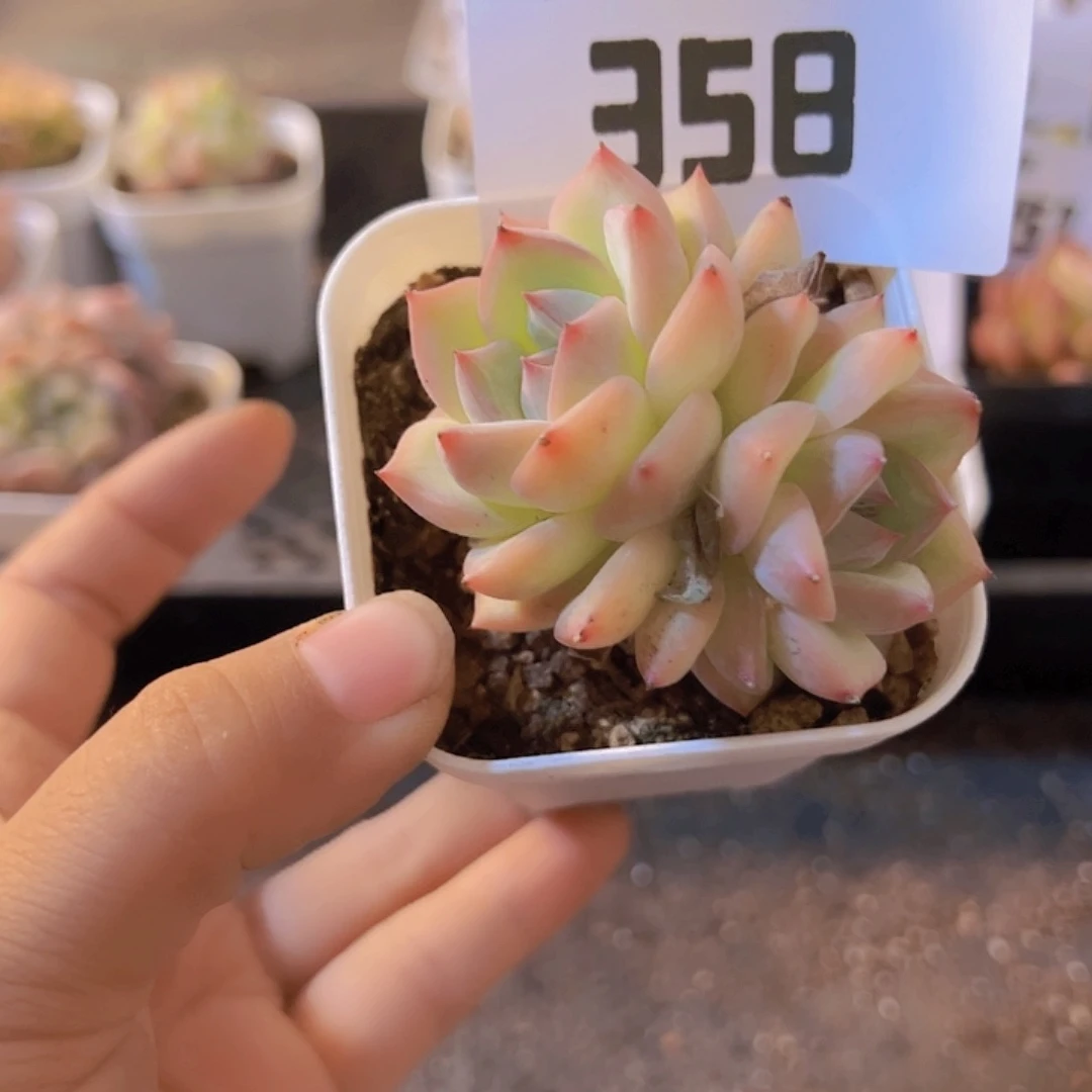 358，带盆带土发货