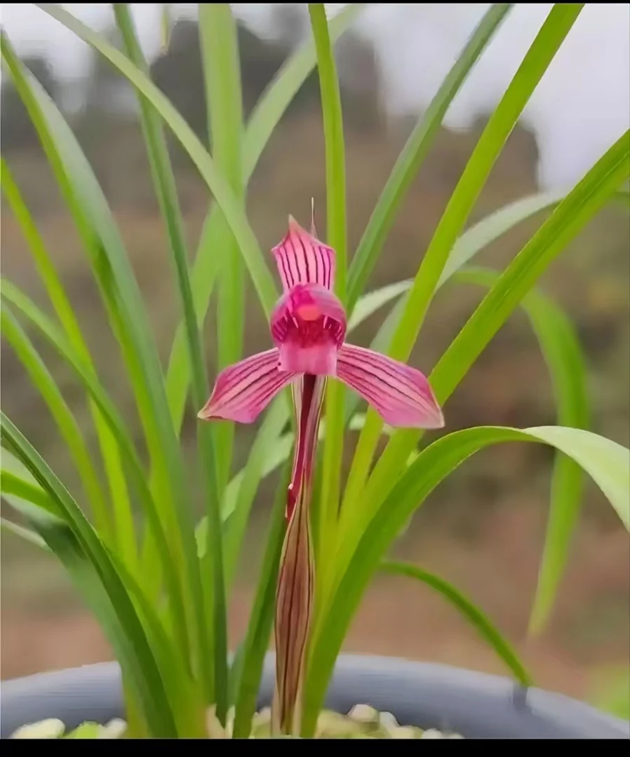 各种兰花老种名贵正品室内好养（一物一拍）