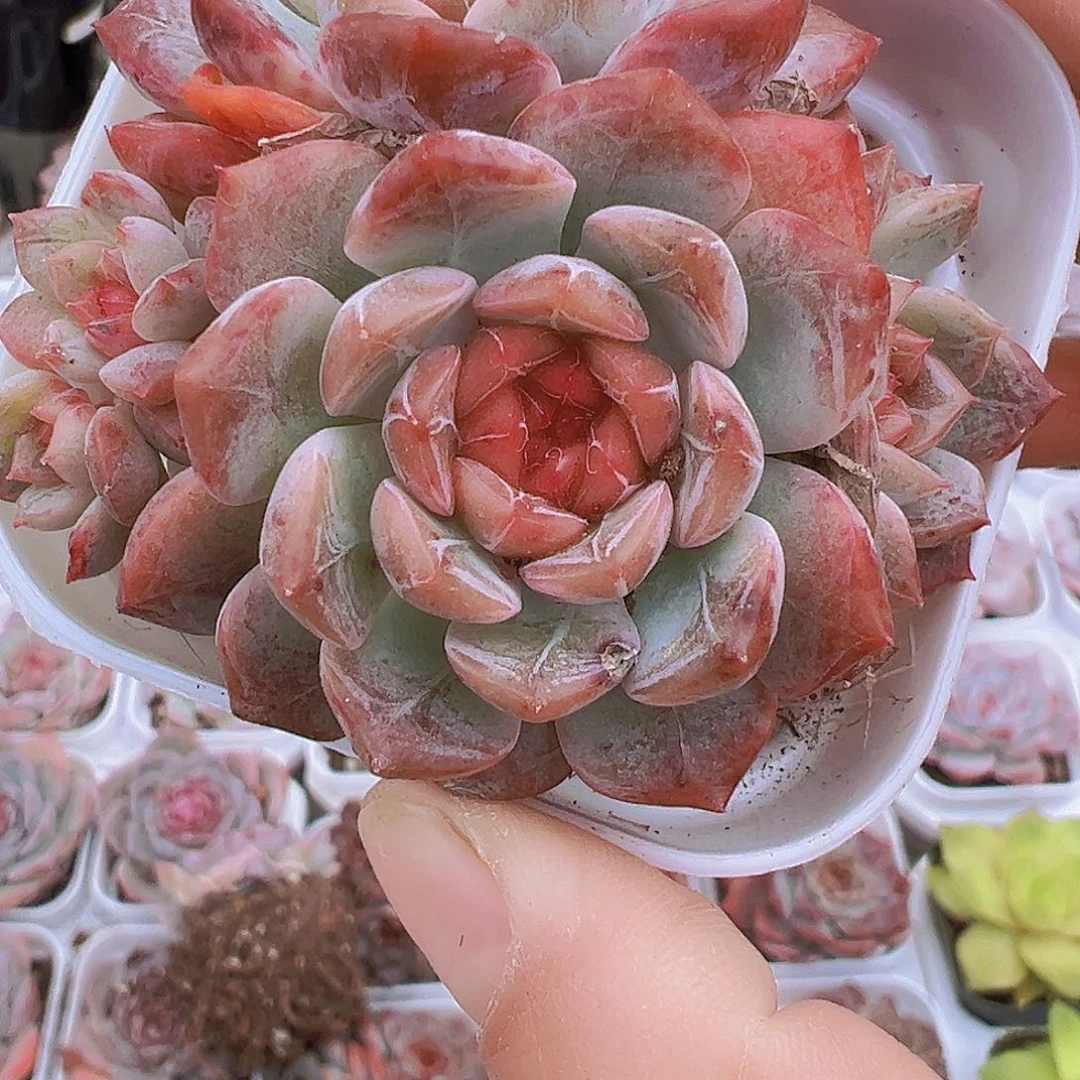 双头葡萄珍妮19包邮多肉