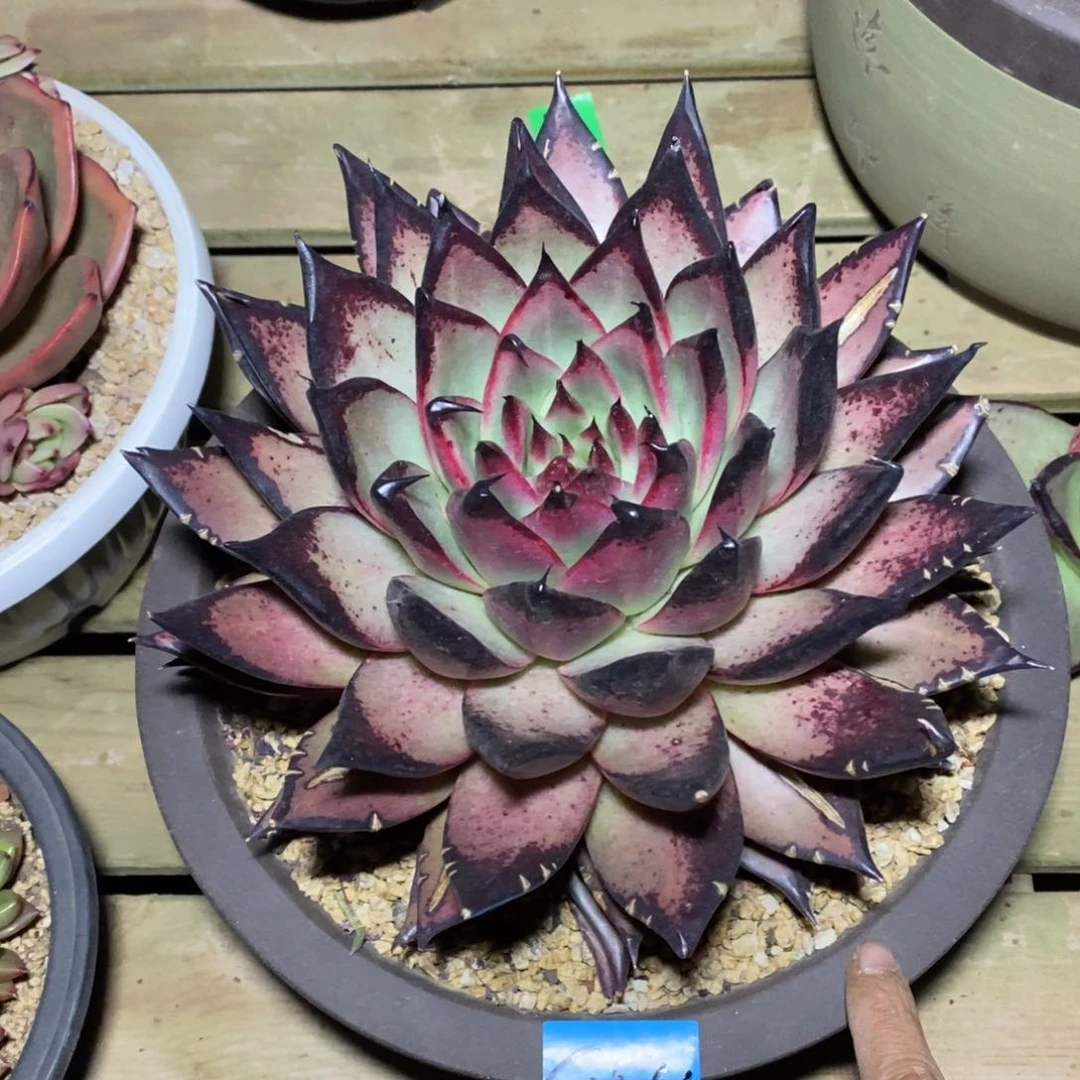 找**o多肉植物多肉植物1854