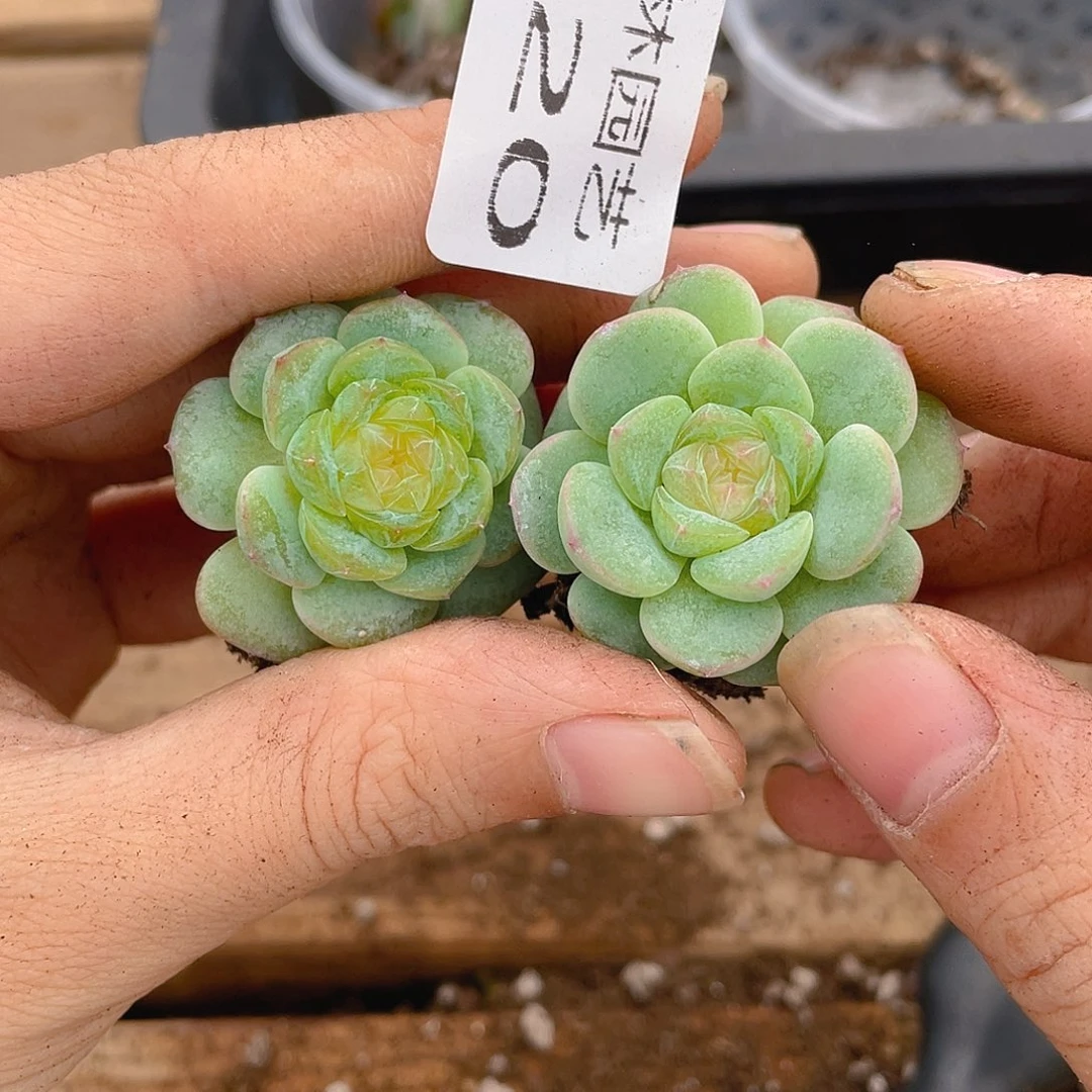 多肉植物多肉植物120