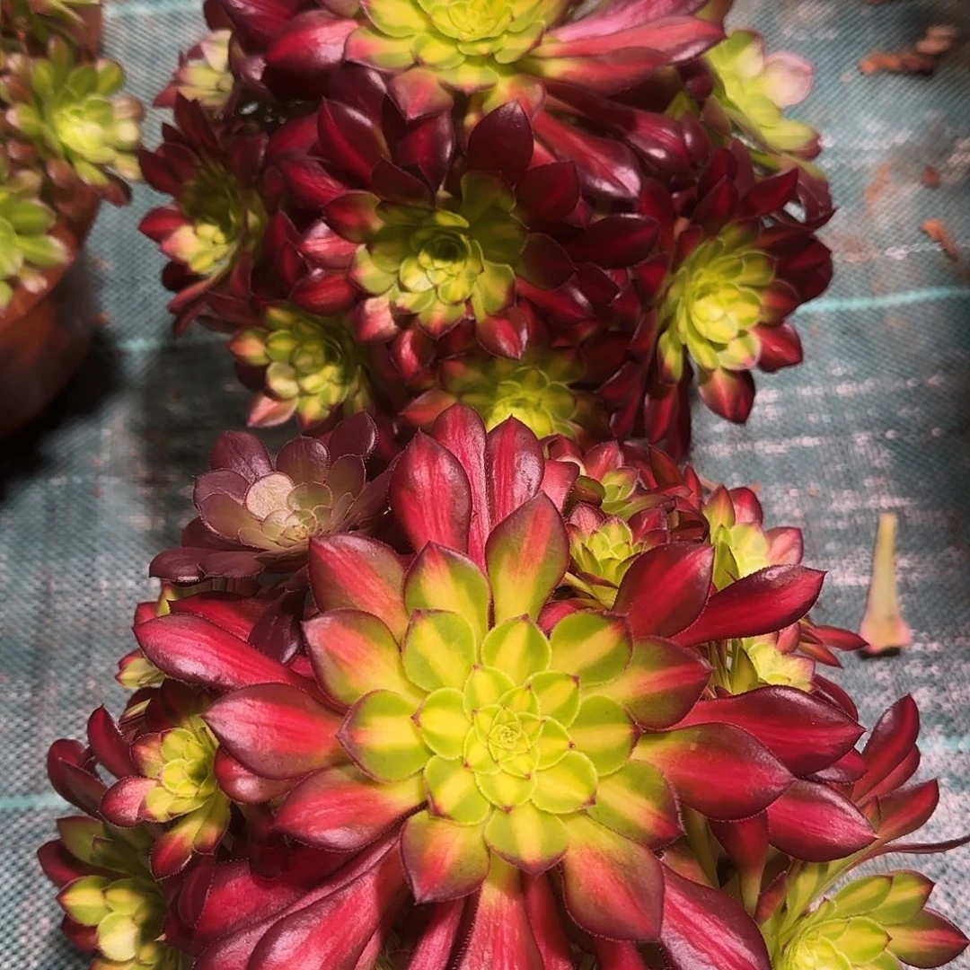 多肉植物冰铜669