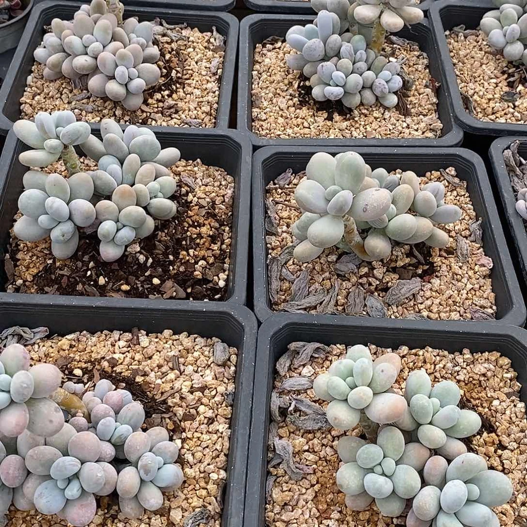 金汇园艺，团奶酪老桩