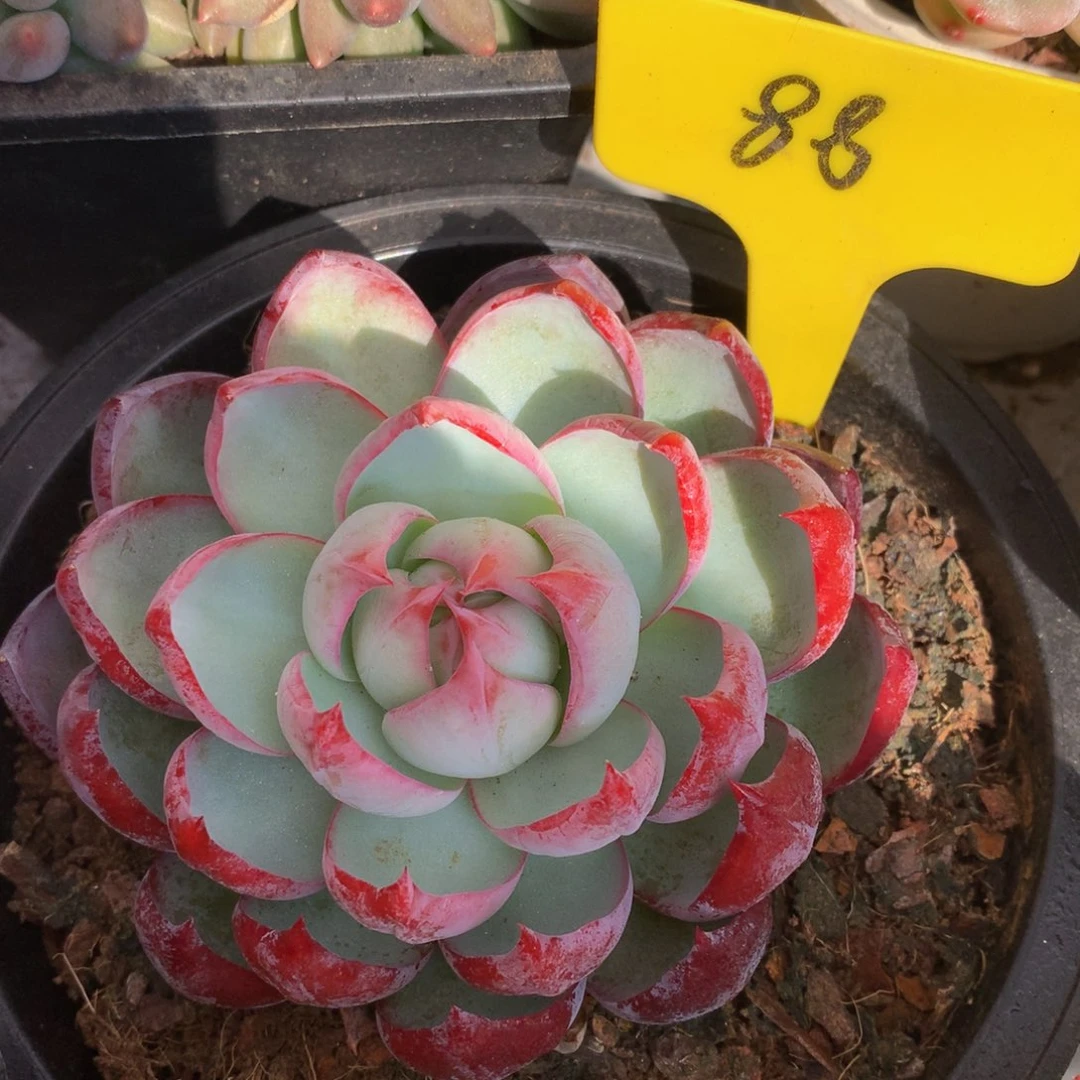 惊鸿你子627372772