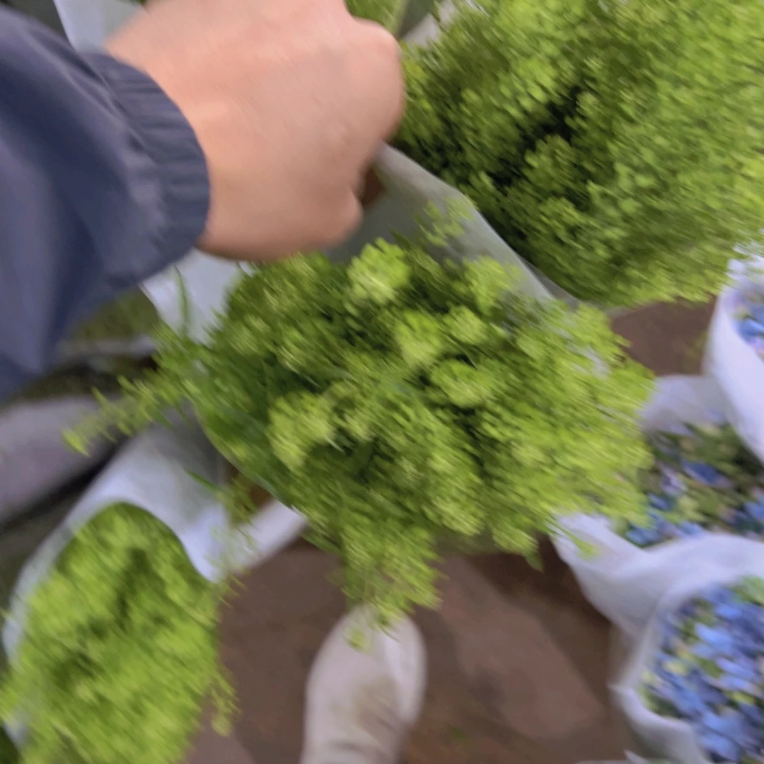 绿林草三扎顺丰包邮