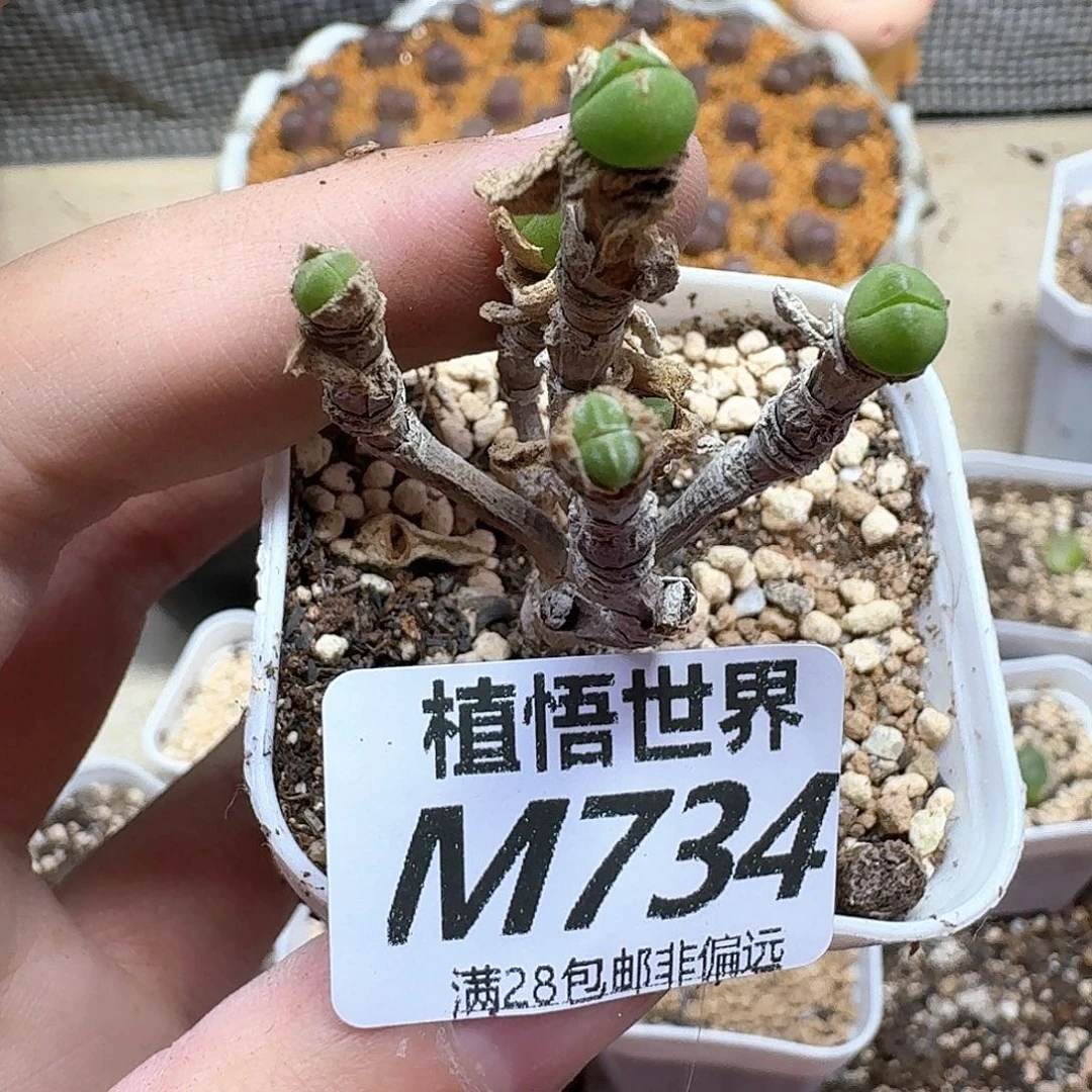 多肉植物的人生历程ff