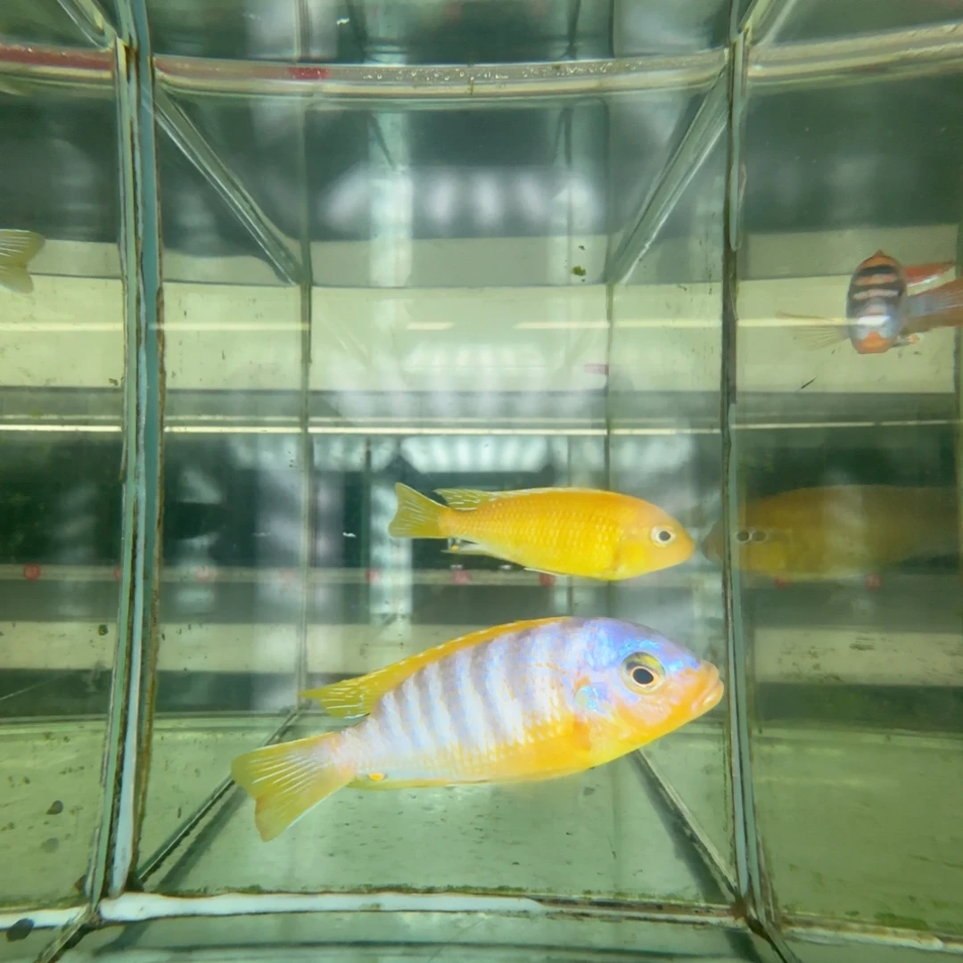 海水鱼4条岩栖8-9公分