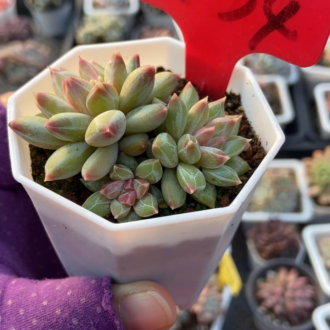 1734伊丽莎白多肉植物