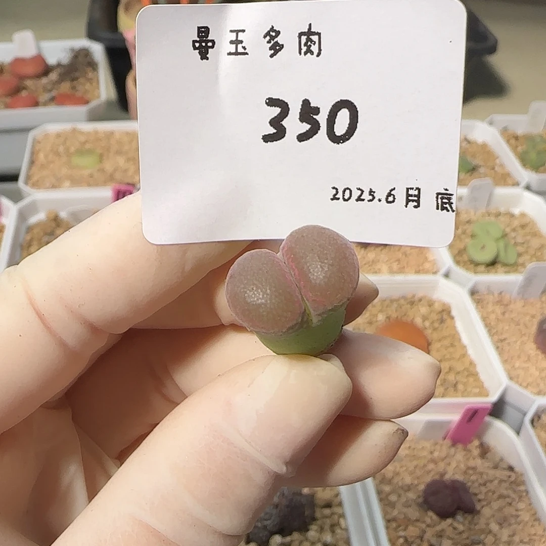 (***佩多肉多肉多肉6.28-350