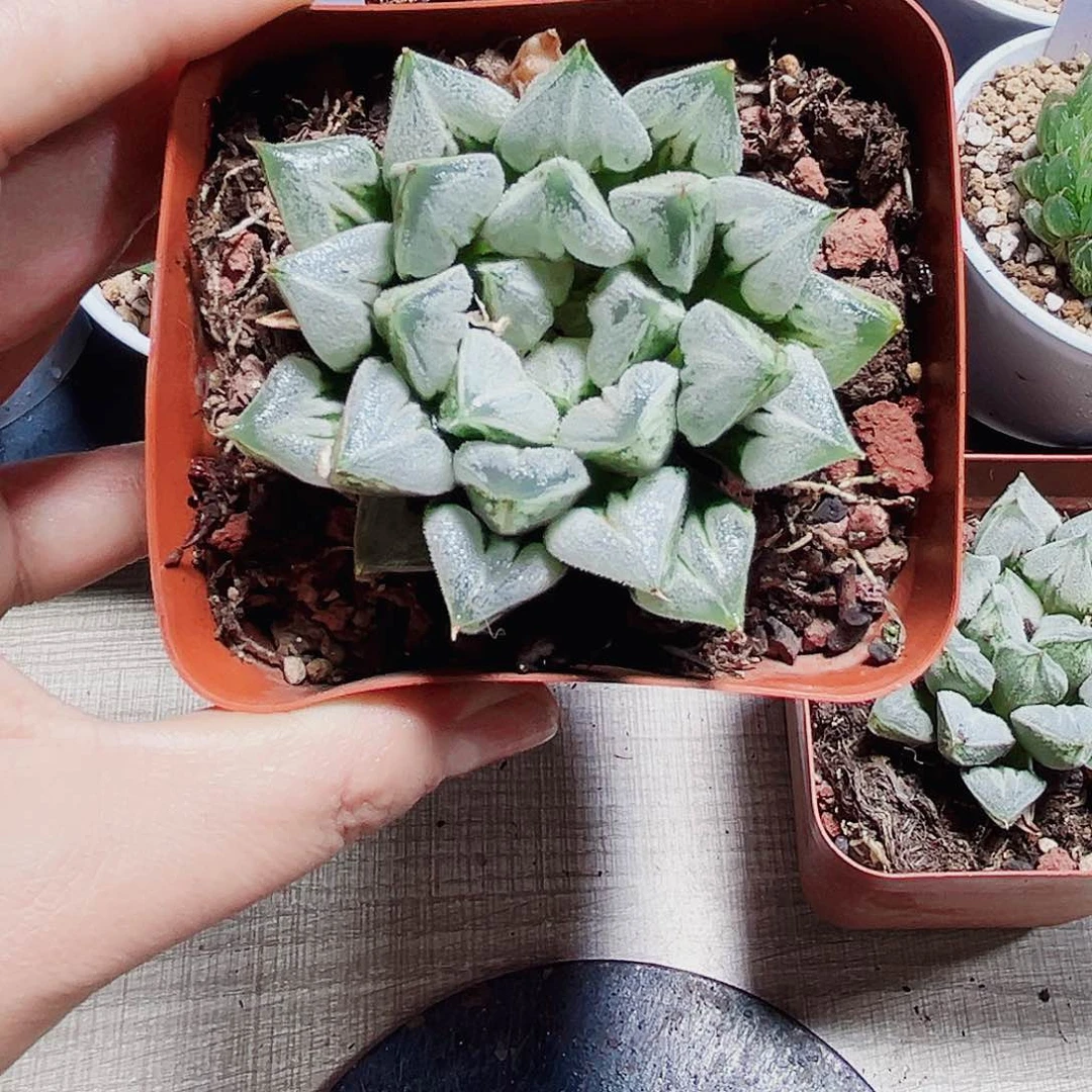 周*特价爱心寿多肉植物