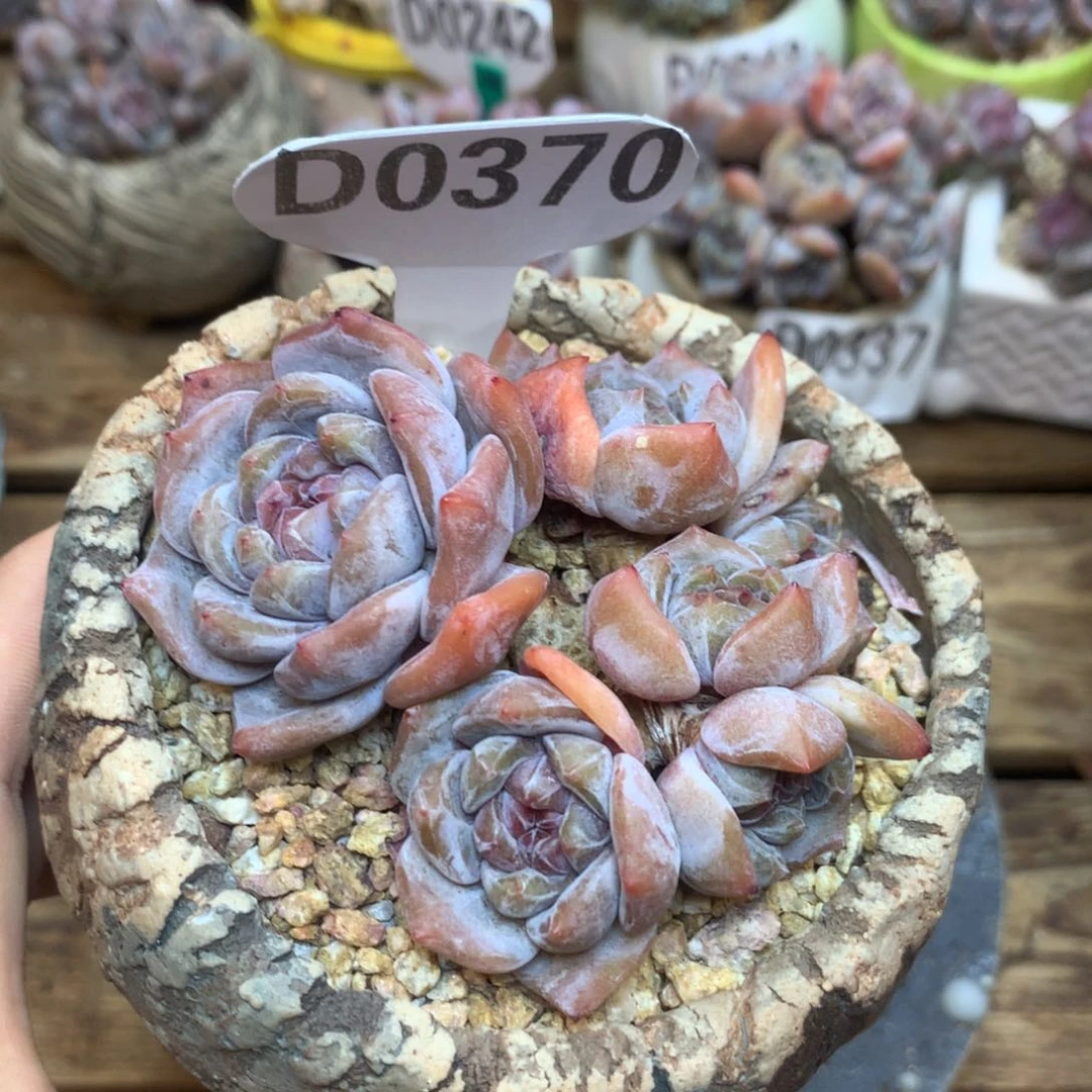 D0370 星影老桩 粗腿 8cm