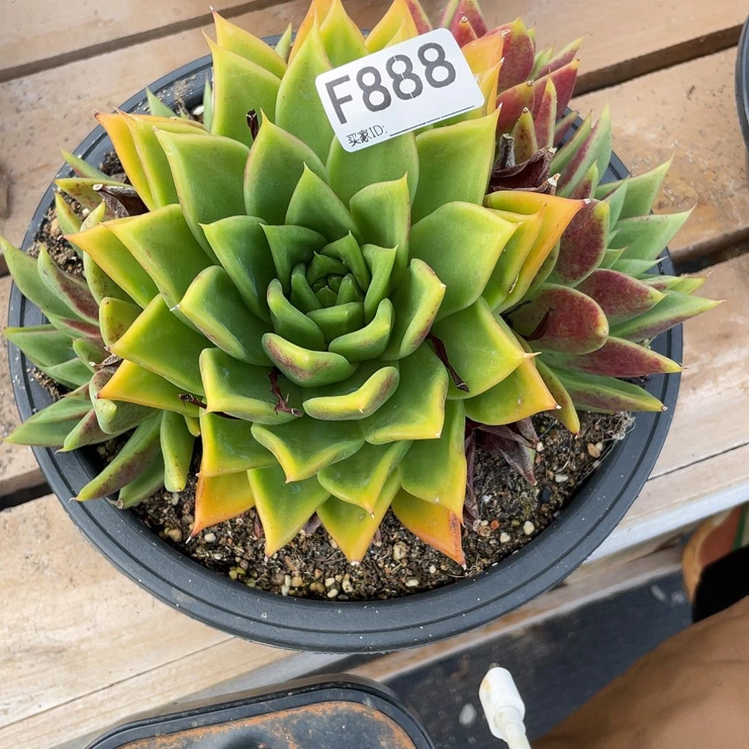若如东云单拍F888