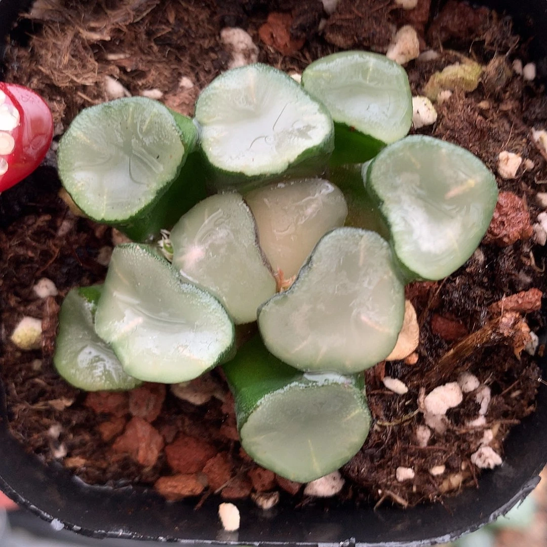 23号空门万象带盆土