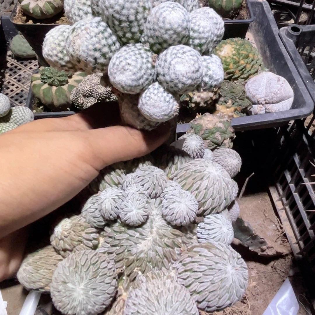 于***美两个仙人球开花嫁接