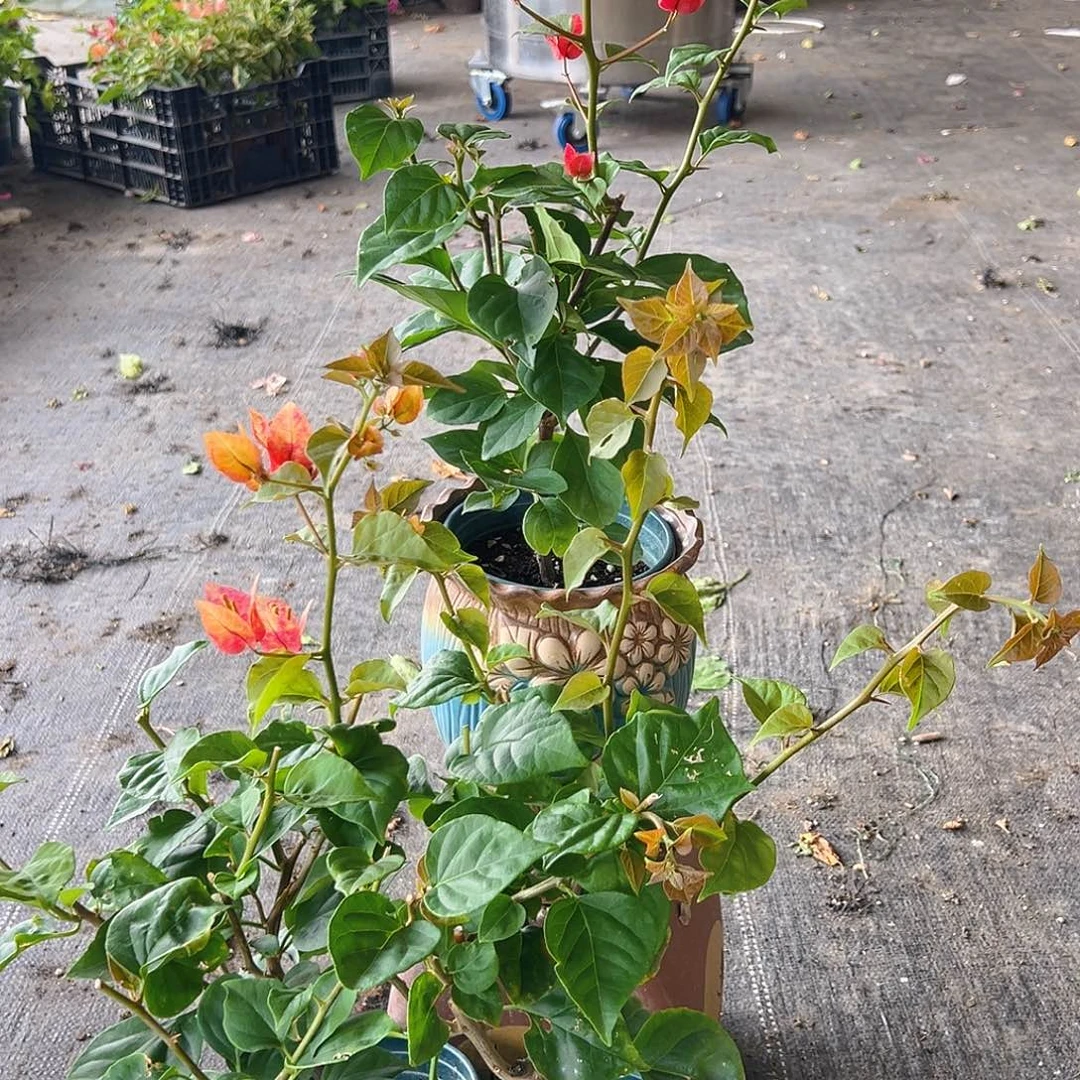 当前无花栽培后可以开花哪吒掌中宝一棵
