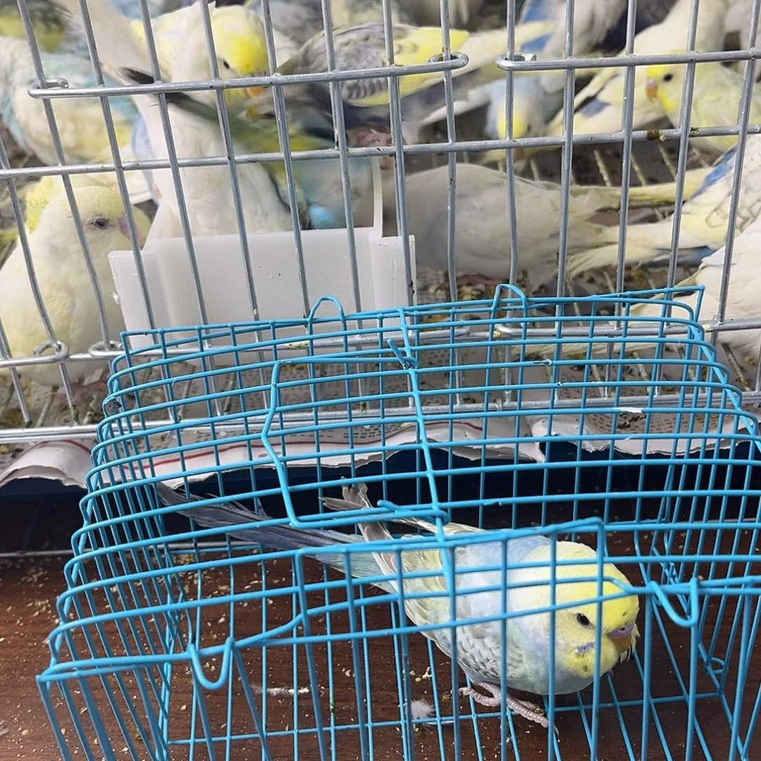 虎皮鹦鹉金彩鹦鹉