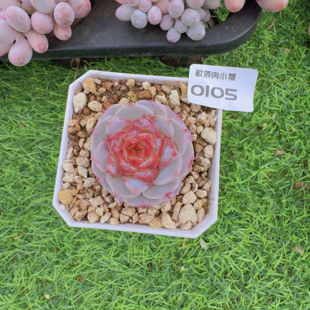 多肉植物天鹅绒0105