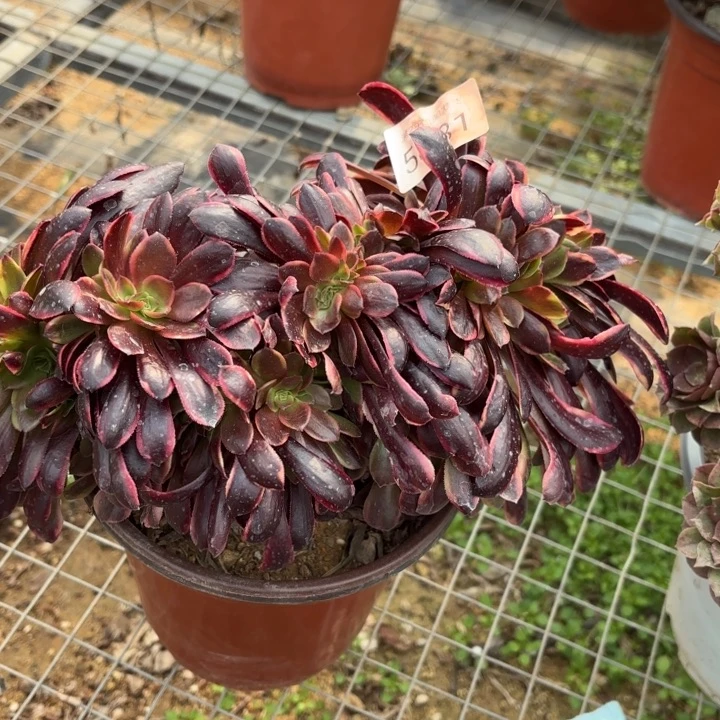 欧佳丽坠多肉法师5881