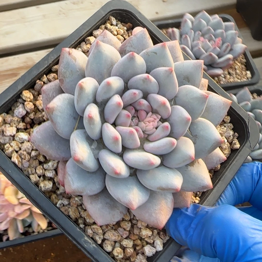 半夏单头10厘米单头