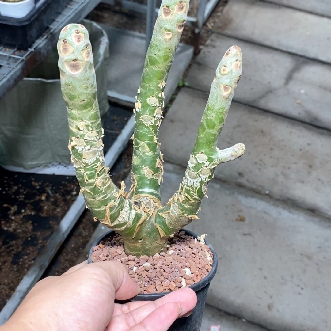阿房宫多肉植物一个