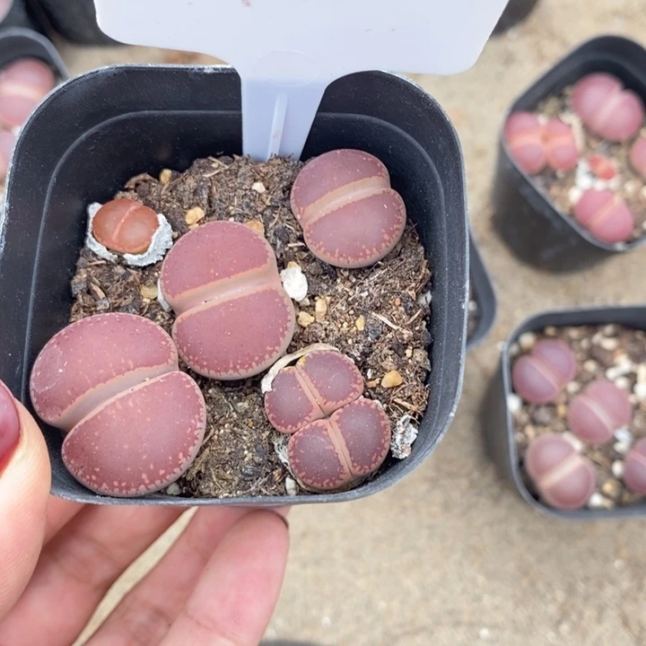 旺***财生石花的季节到啦哈哈742