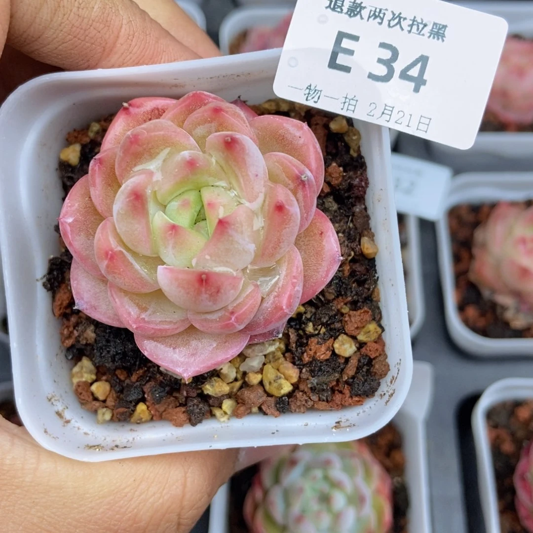 春泥家框拍链接E34