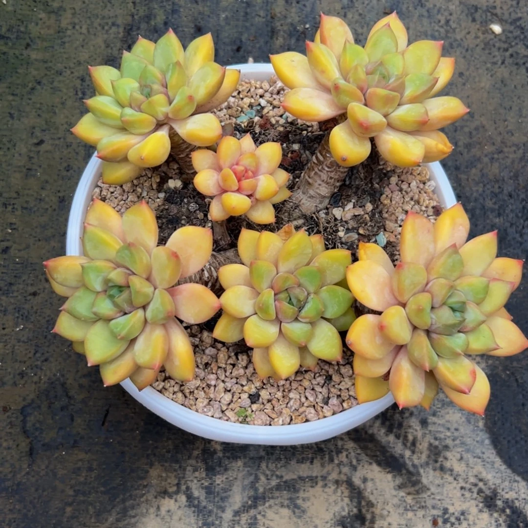 红象牙群生多肉植物