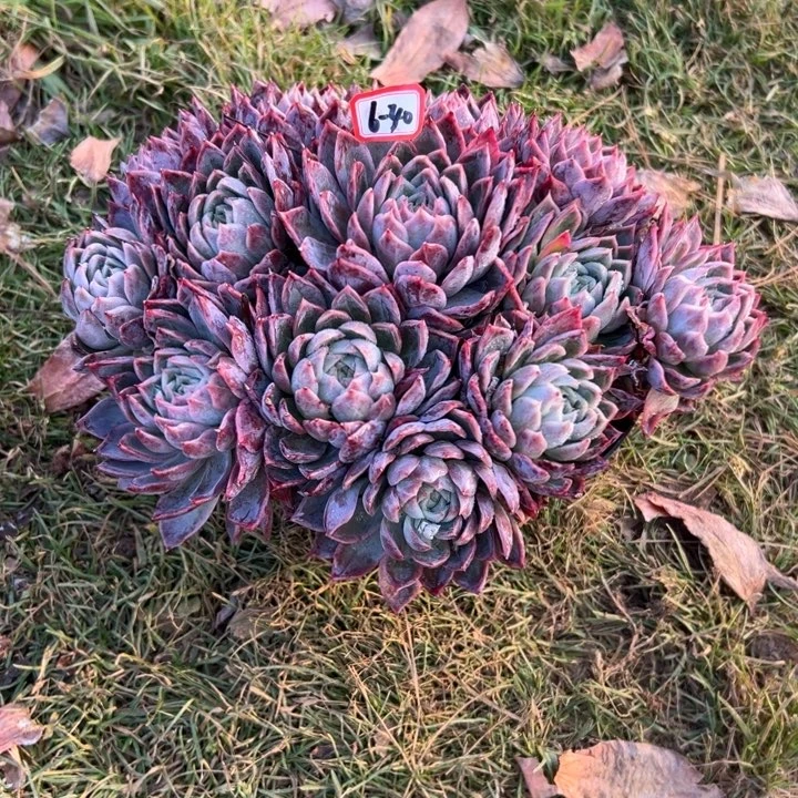 时***初精品多肉植物老桩杂交暗纹