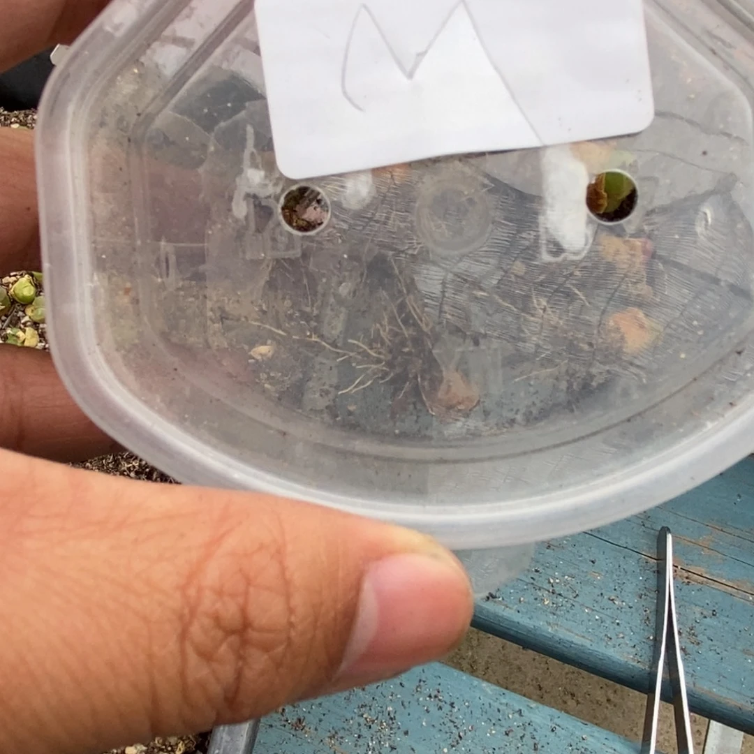 M老白多折扣分型粉