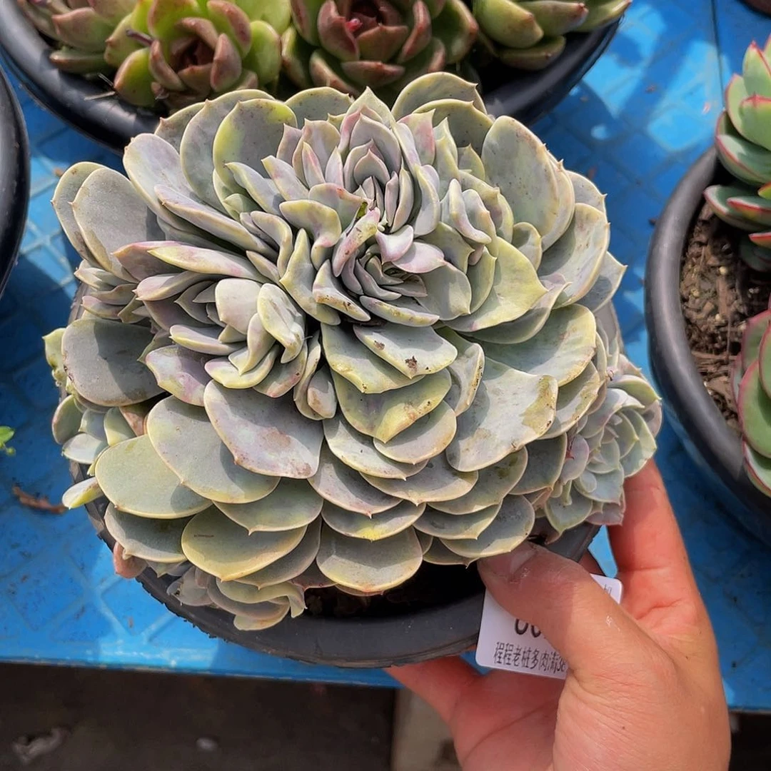 丽*梦天赐石化8026多肉