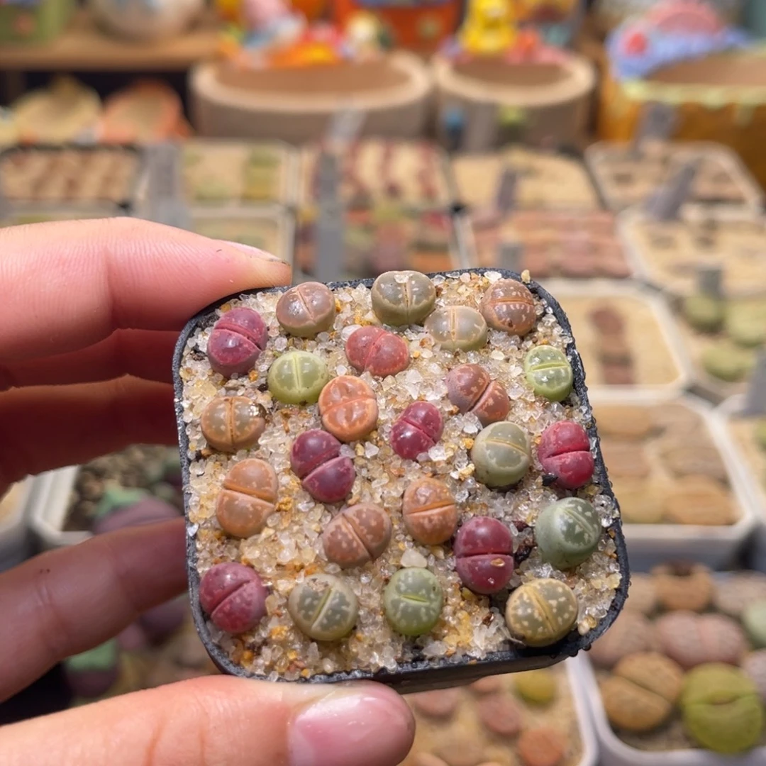 219号带盆包邮发货