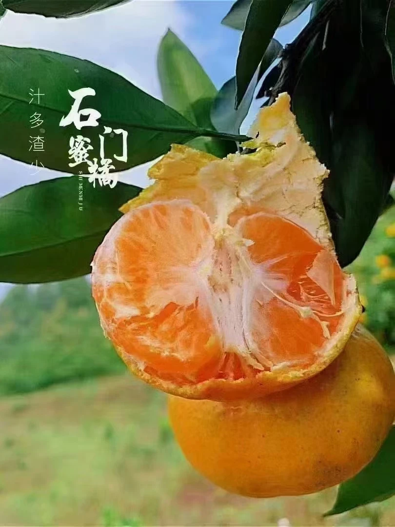 石门秀坪柑橘正宗早熟蜜桔薄皮无核现摘新鲜发货中超积分榜橘子