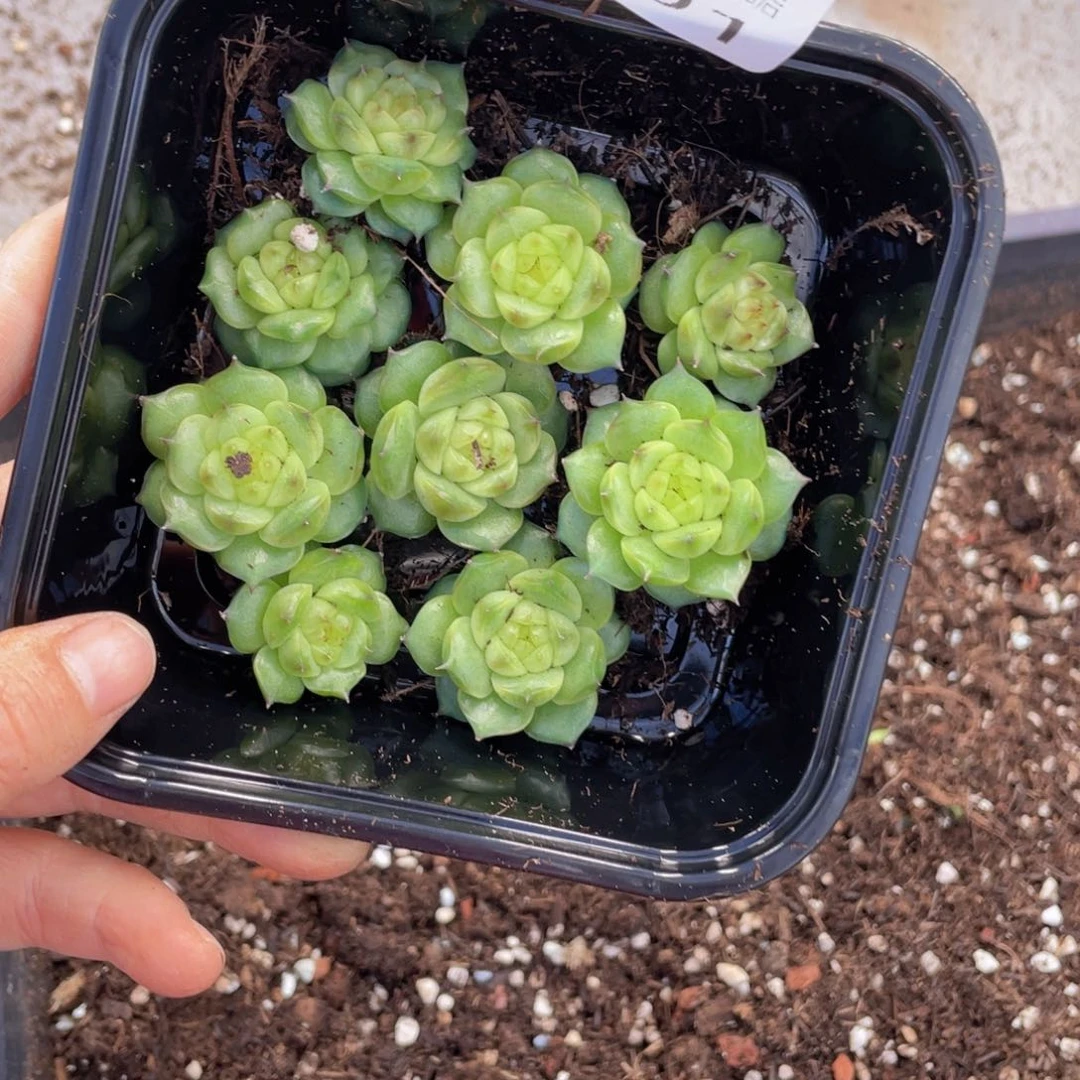 糕大上多肉植物291