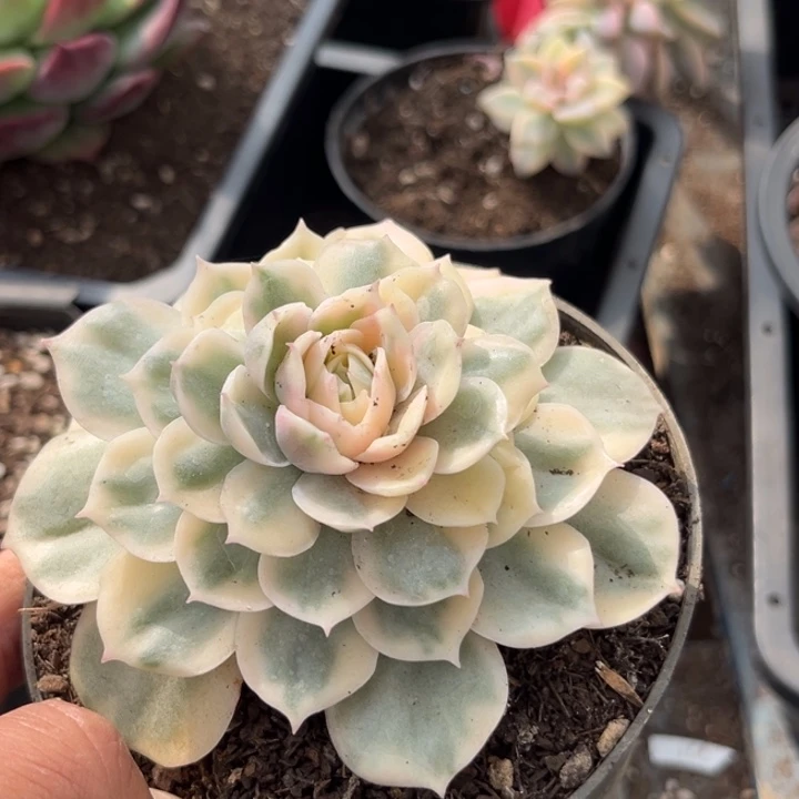 昂斯诺惊鸿一物一拍包装收缩花旱