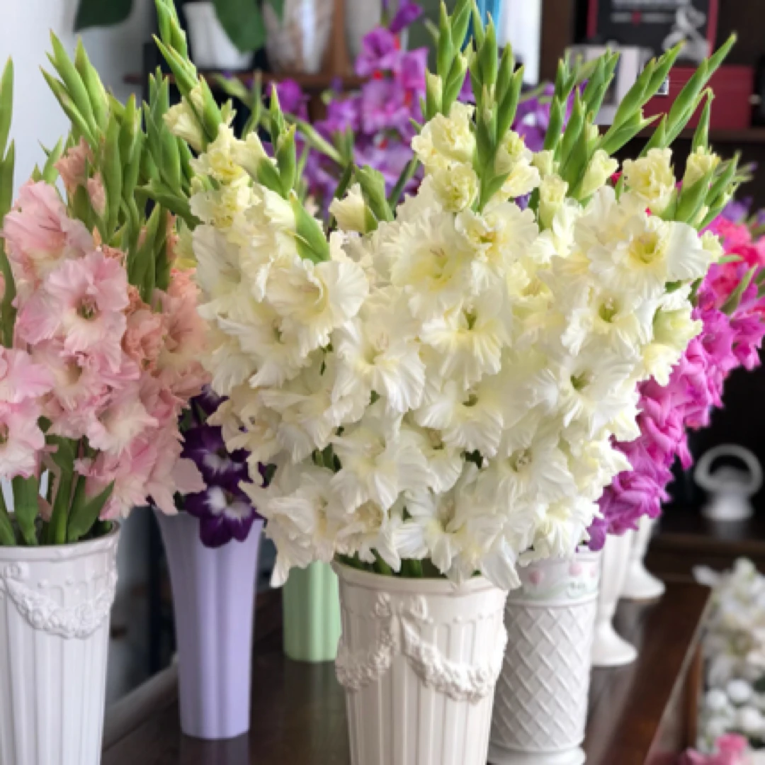 甘肃花多多剑兰唐菖蒲大种球盆栽地栽切花混合颜色观赏植物种球