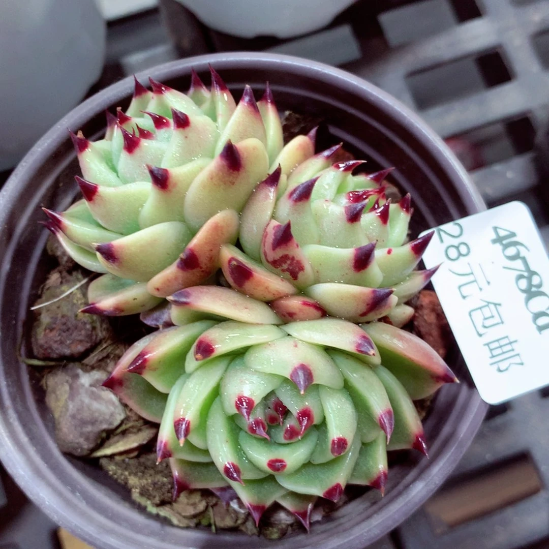 5厘米盆精控多肉4678