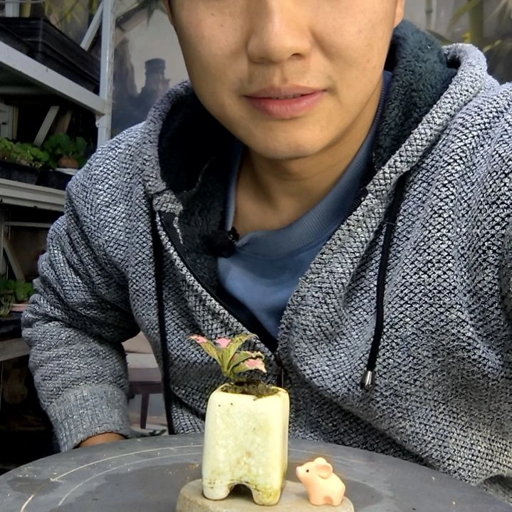 哆*咪中青园艺一物一拍18
