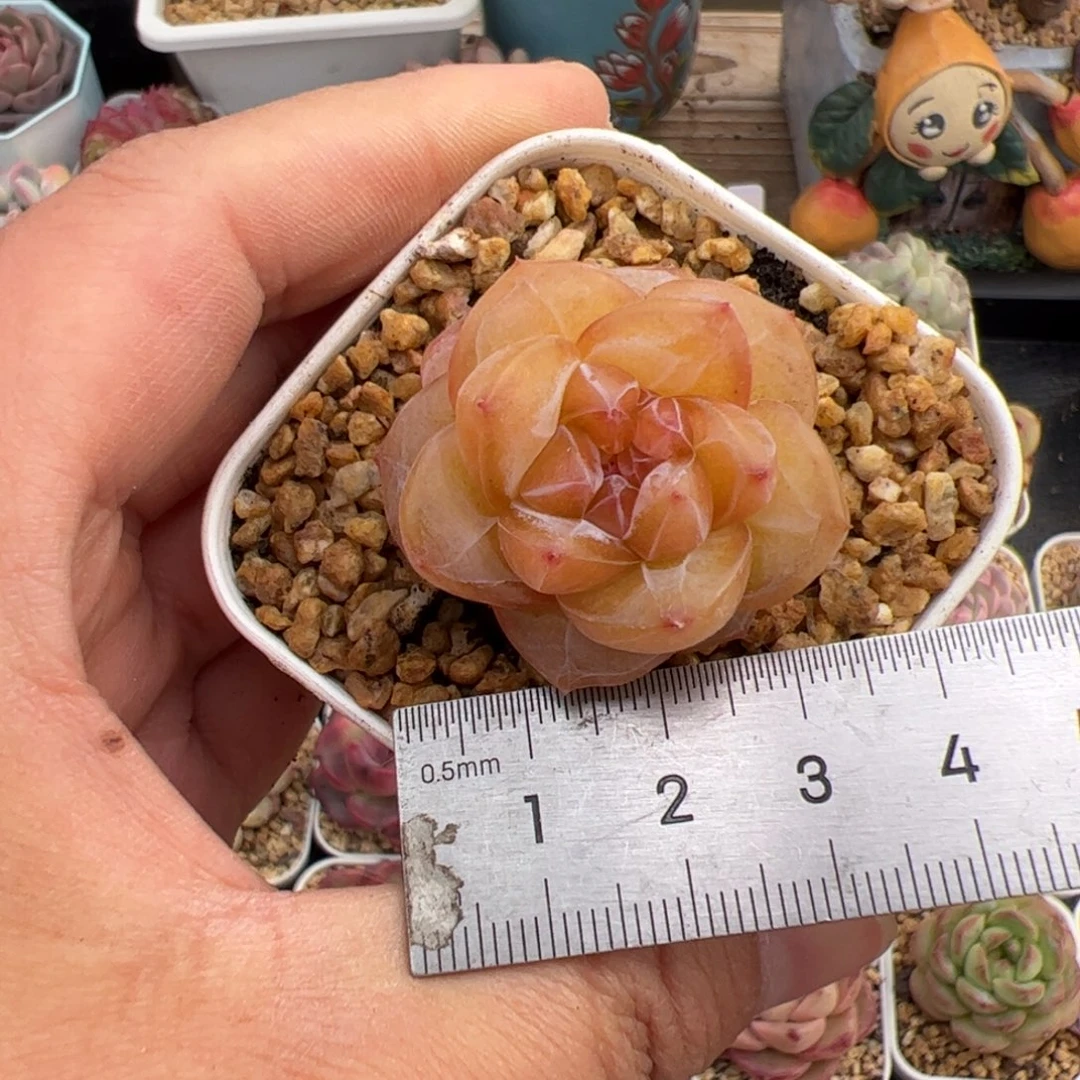 A**a051 多肉植物组合盆栽