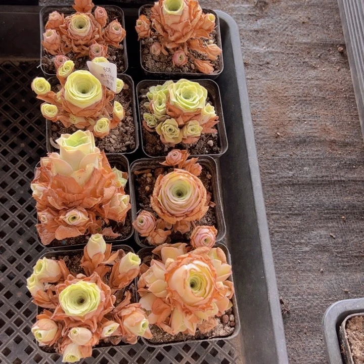 608 裸根不带土，发货不包损