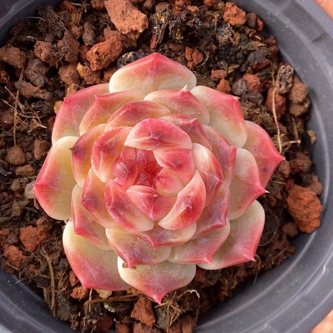 糖心冰魄可拍4420号