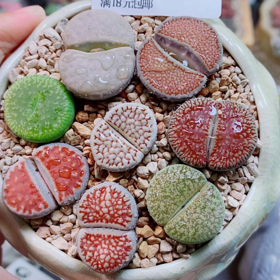 生石花花花花开了722
