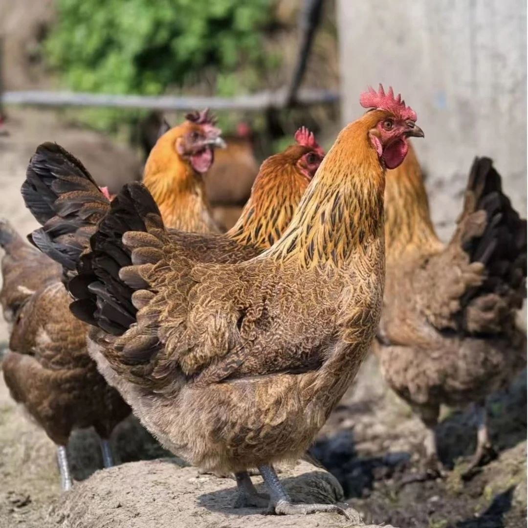 【6只装】1.5斤左右鸡场直发宠物鸡红瑶鸡农家散养土鸡d